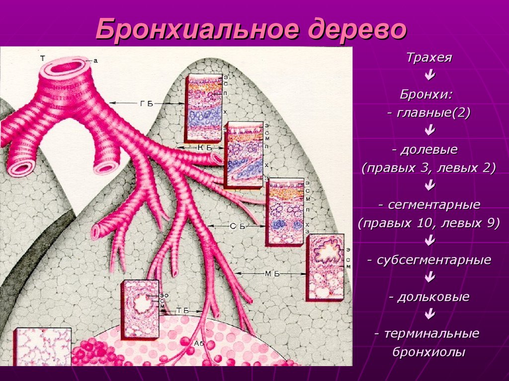 Бронхи схема строения