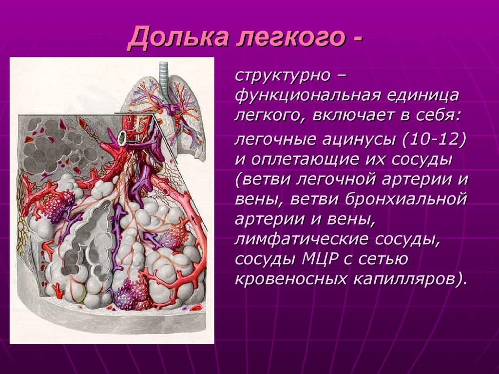 Изучите структурную единицу легкого ацинус сделайте к рисунку обозначения