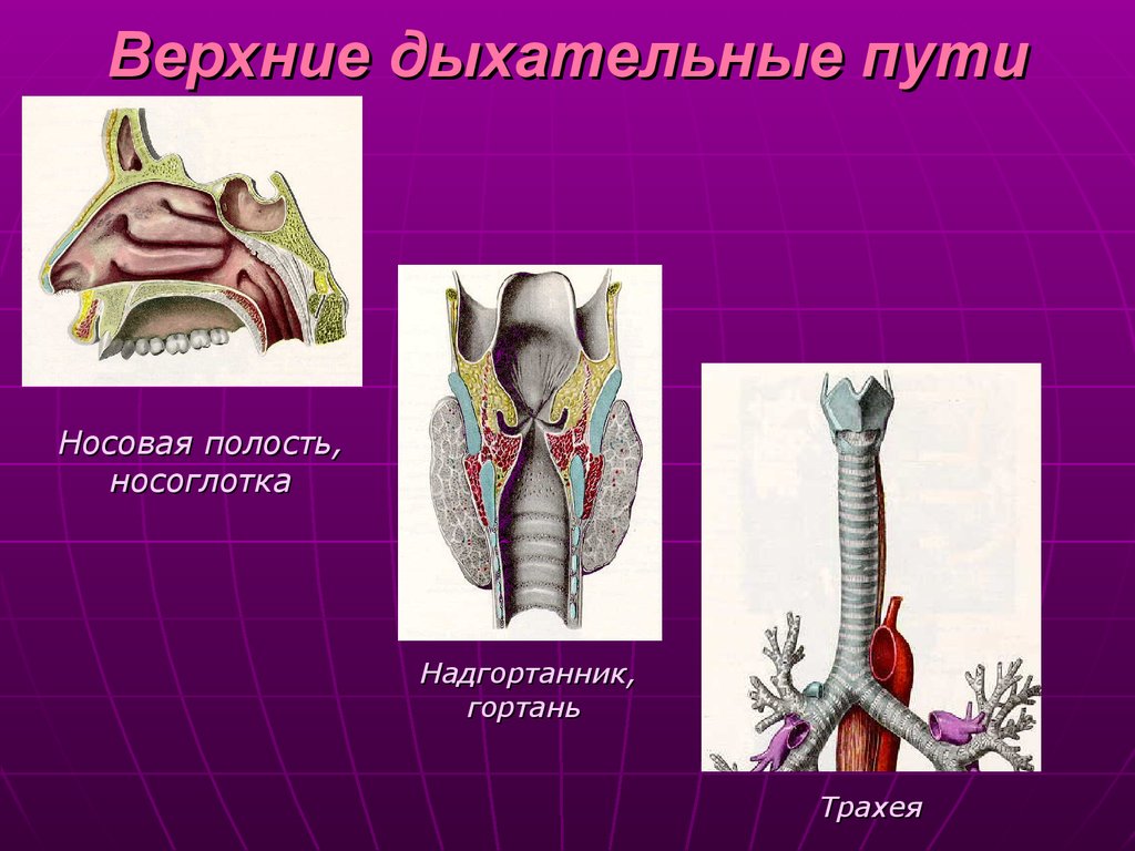 Дыхательная полость. Верхние дыхательные пути. Верней дыхательный пути. Верхние дыхательные пути гортань. Верхние дыхательные пути дыхательные пути.