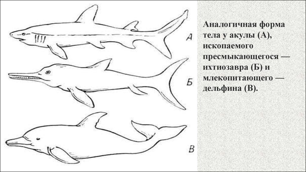 Рассмотрите рисунок где изображены акула и дельфин почему они имеют похожую форму тела и плавников