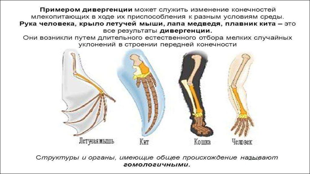 Как называют передние конечности животных изображенных на рисунке