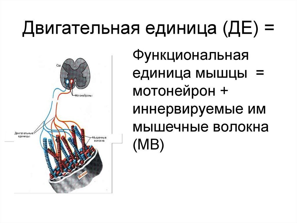 Двигательная моторная единица это