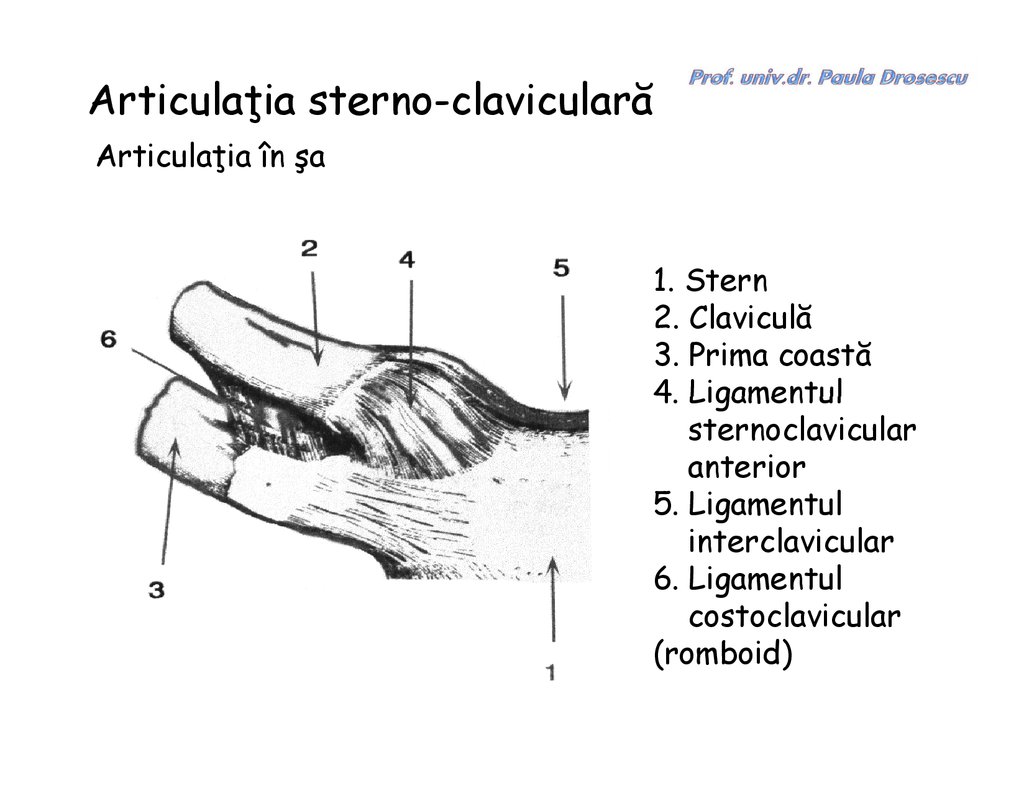 Biomecanica Umarului