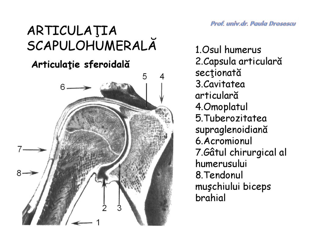 articulația umărului și omoplatului)