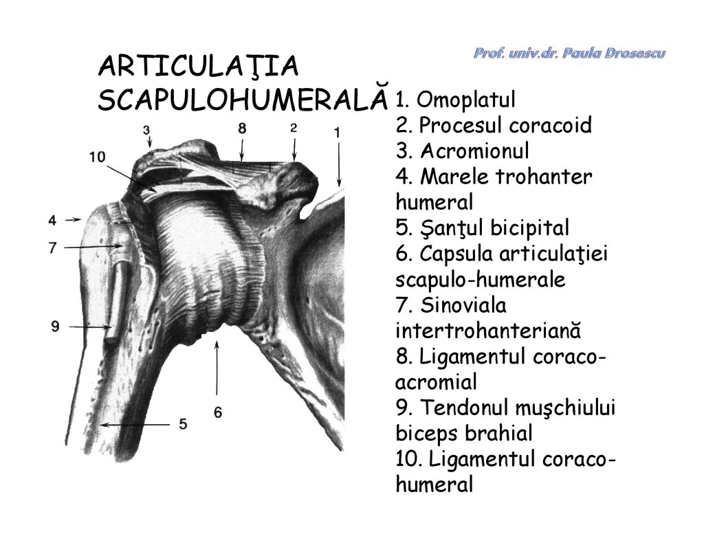 articulatia scapulohumerala)