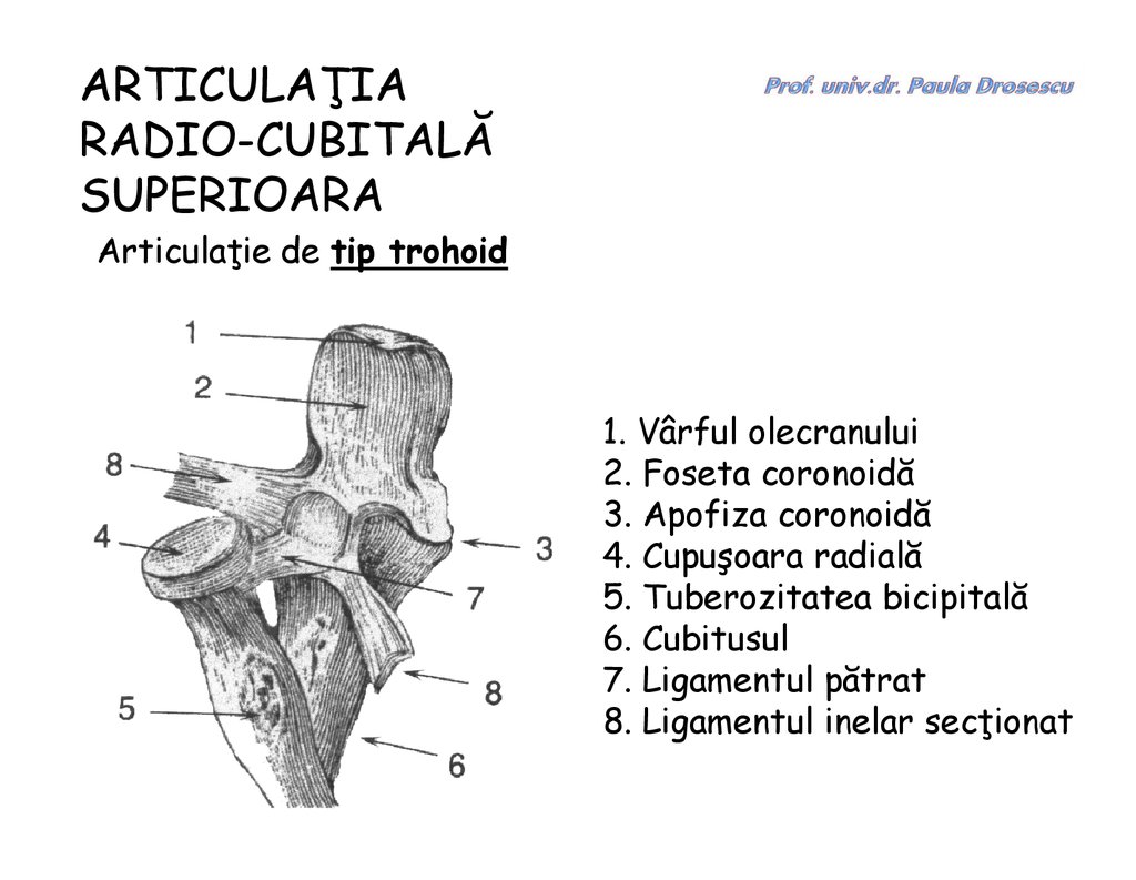 articulatia radio cubitala superioara