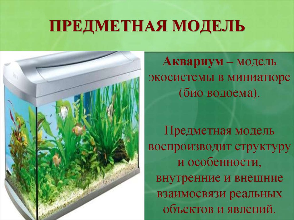 Какие организмы живут в аквариуме биология 5. Аквариум модель экосистемы. Комнатный аквариум как модель экосистемы. Аквариум модель водоема. Предметные модели в экологии.
