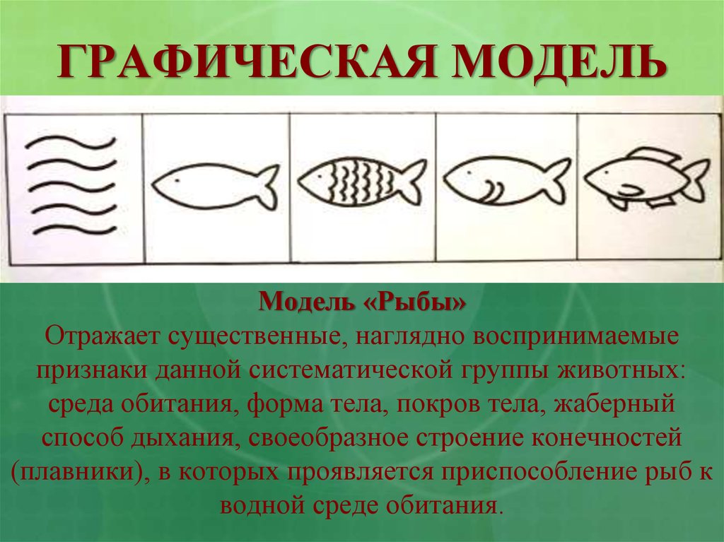 Главные признаки рыб схематический рисунок. Модель рыбы для дошкольников. Графическая модель для дошкольников. Графическая модель рыбы для дошкольников. Графическая модель схема.