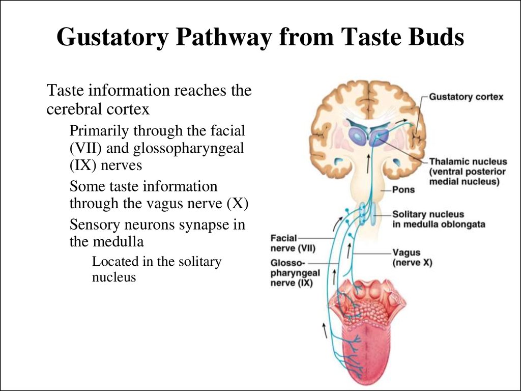 The Senses Internal Structures