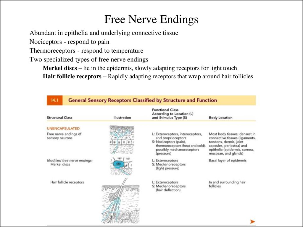 function of free nerve endings in skin