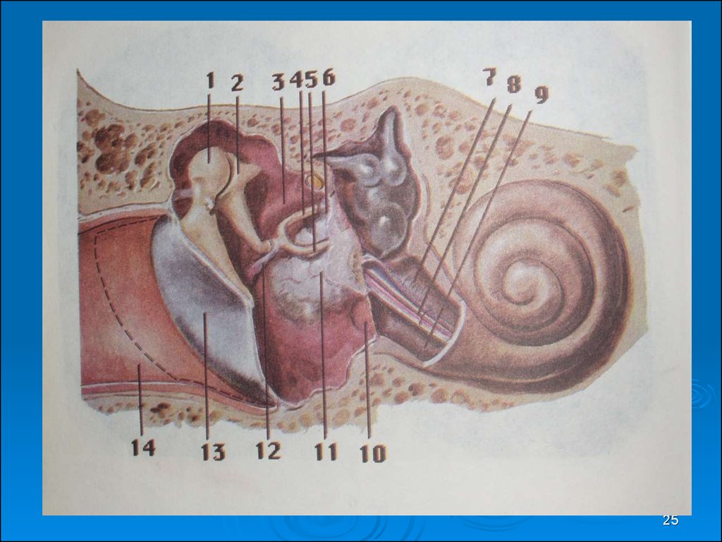 Рисунок среднего уха