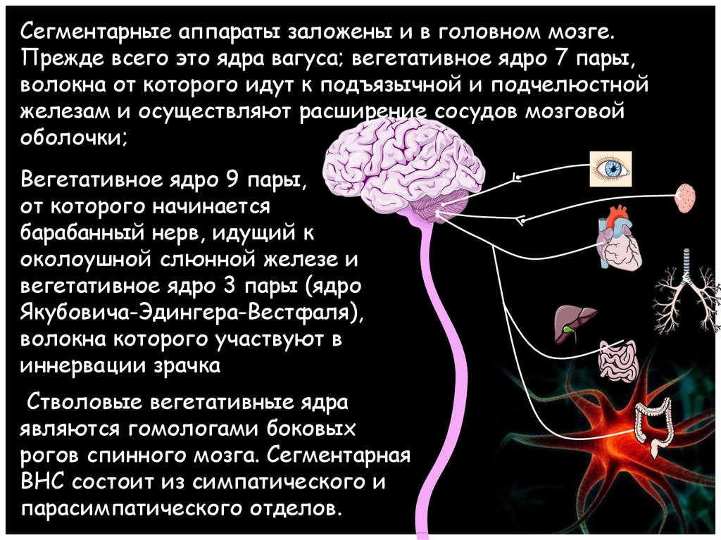Вегетативные ядра содержат. Вегетативные ядра головного мозга. Вегетативные ядра ствола мозга. Сегментарный аппарат головного мозга. Сегментарный аппарат вегетативной нервной системы.