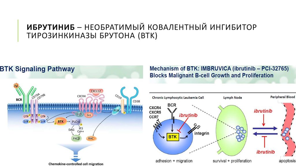 Ингибиторы тирозинкиназы. Тирозинкиназы Брутона. Ибрутиниб (ингибитор тирозинкиназы Брутона). Брутона ибрутиниб. Ибрутиниб механизм действия.