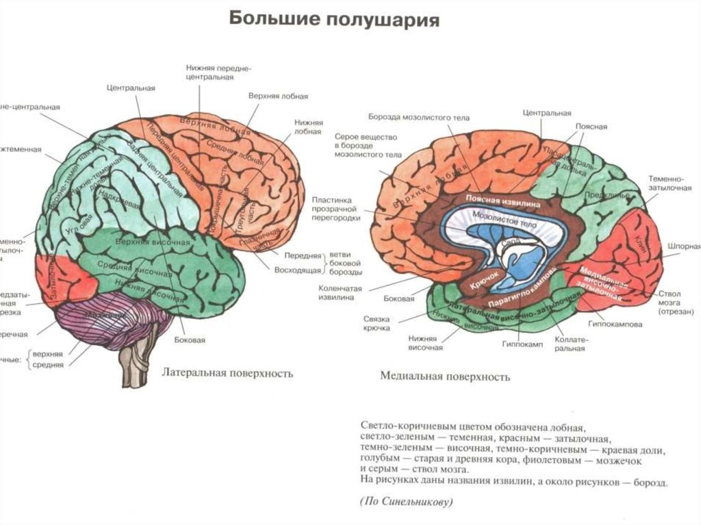 Схема тела нейропсихология