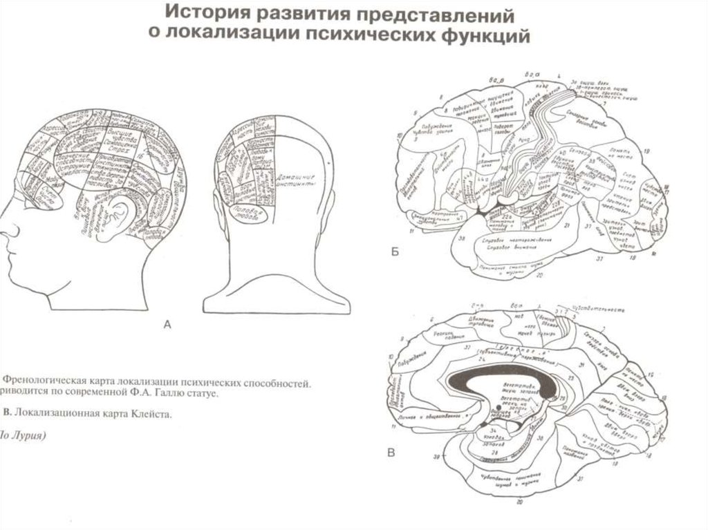 Схемы психических функций. Лурия карта мозга. ВПФ Лурия. Локализация высших психических функций схема. Локализация психических функций в головном мозге.