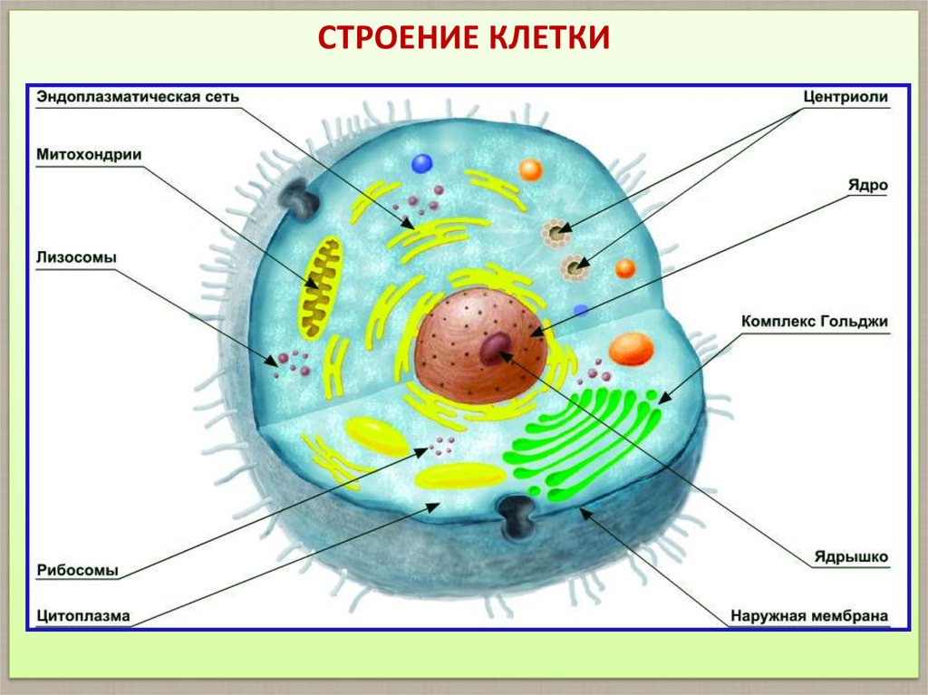 В какой части клетки расположено ядро. Основные части клетки анатомия. Биология строение клеточного ядра. Строение ядра клетки животного. Строение клетки человека рисунок.