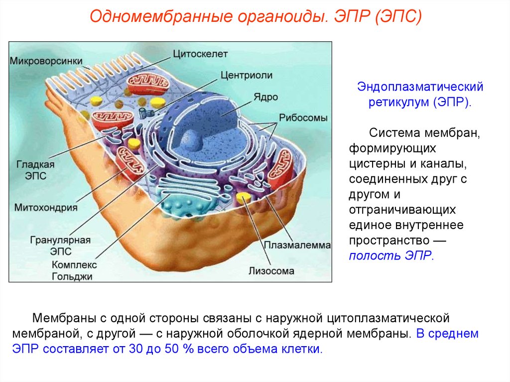 Строение клеток мембранные органоиды. Строение мембраны органоидов клетки. Одномембранные органоиды клетки аппарат Гольджи. Строение и функции одномембранных органоидов ЭПС,. Органоиды эндоплазматическая сеть строение и функции.