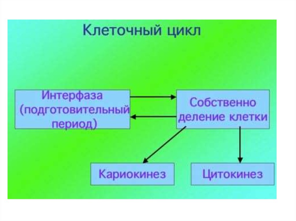 Деление жизни. Слайд на тему клеточная основа жизни. Клеточная основа. Клетка основа жизни. Деление в жизни человека.