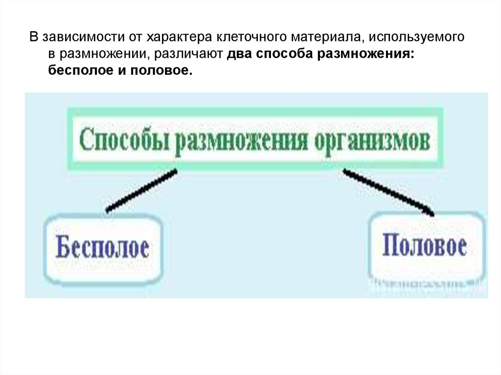 Различают размножение. Различают два вида размножения.