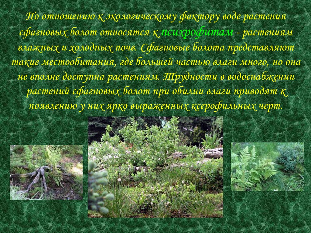 Приспособленность болот. Отношение растений к воде. Группы растений по отношению к воде. Приспособление растений к болотам. Группы растений экология.