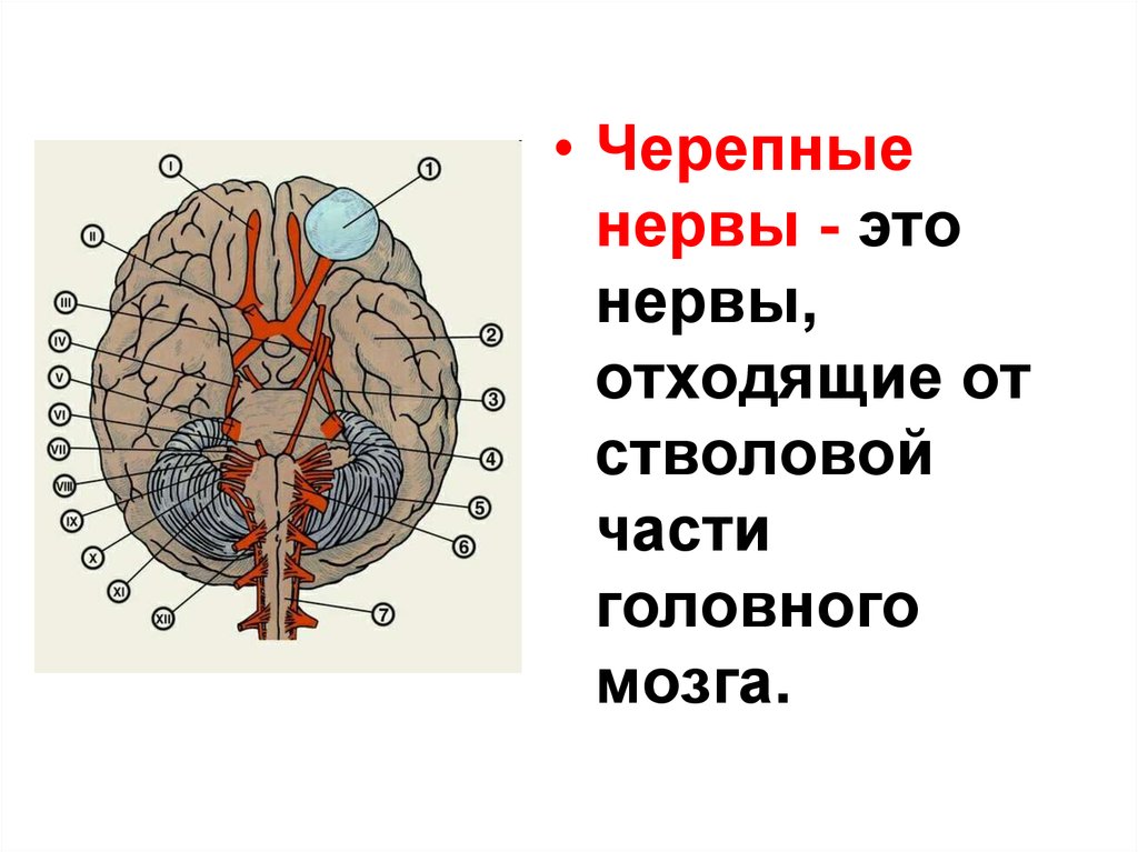 Нервы отходящие от головного мозга