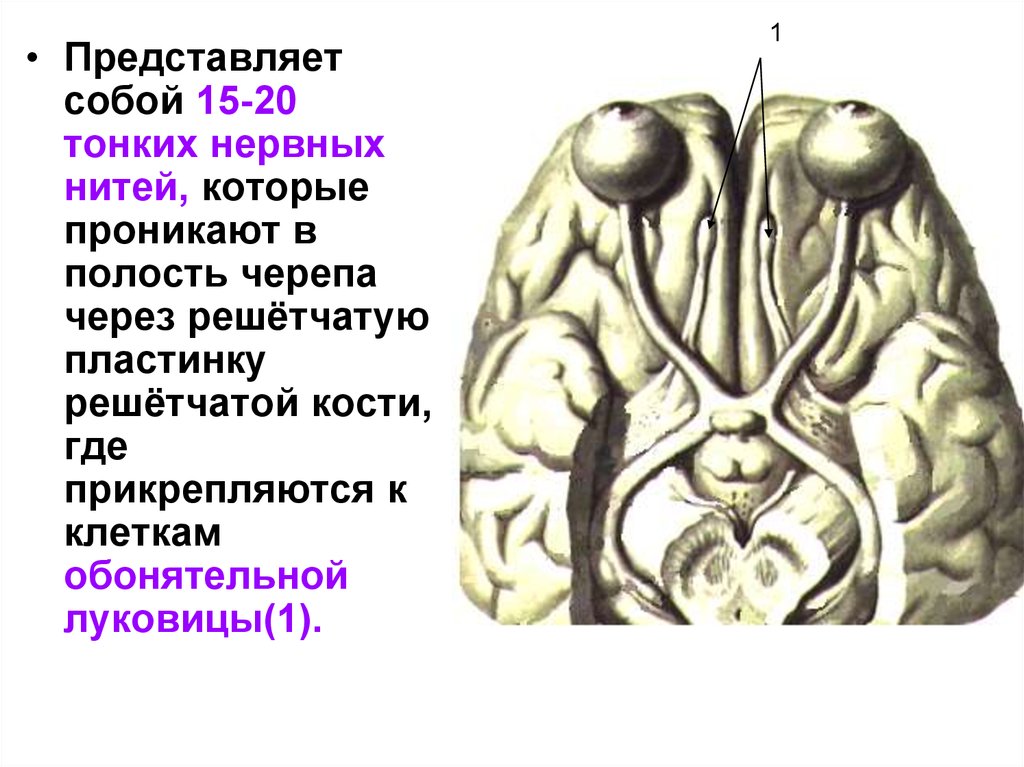 Проникающая в полость черепа. Зрительный нерв в черепе. Зрительный нерв входит в полость черепа через. Зрительный нерв место входа в полость черепа. Обонятельные нити кость.