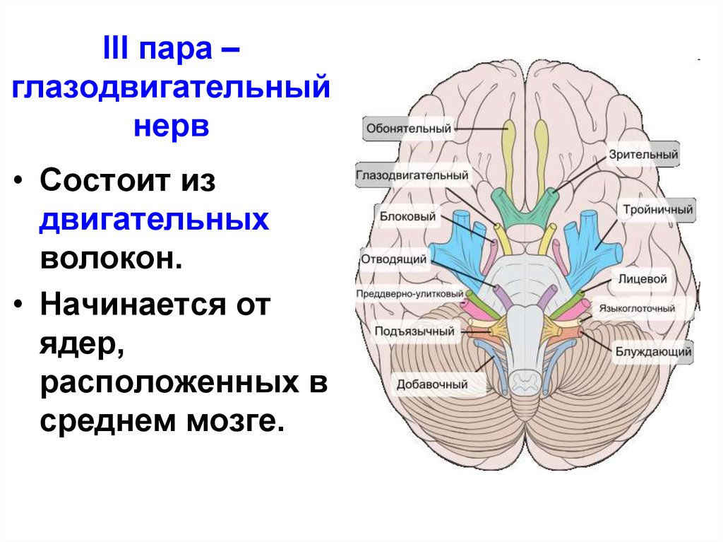 Какие ядра в черепных нервах. 3 Пара глазодвигательный нерв. Глазодвигательный нерв в головном мозге. 3 Пара черепных нервов схема. Ядра 3 ЧМН.