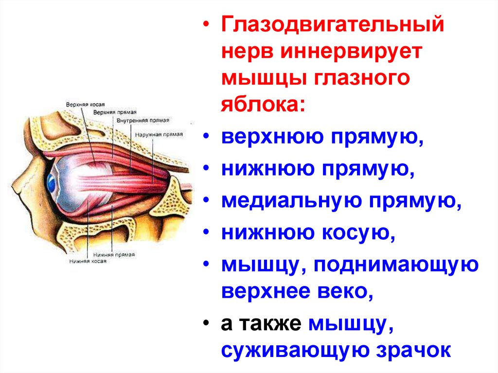 Глазодвигательный нерв мышцы. Нерв иннервирующий мышцы глазного яблока. Глазодвигательный нерв иннервирует мышцу глазного яблока:. Глазодвигательные мышцы глаза иннервация. Мышца поднимающая верхнее веко иннервация.