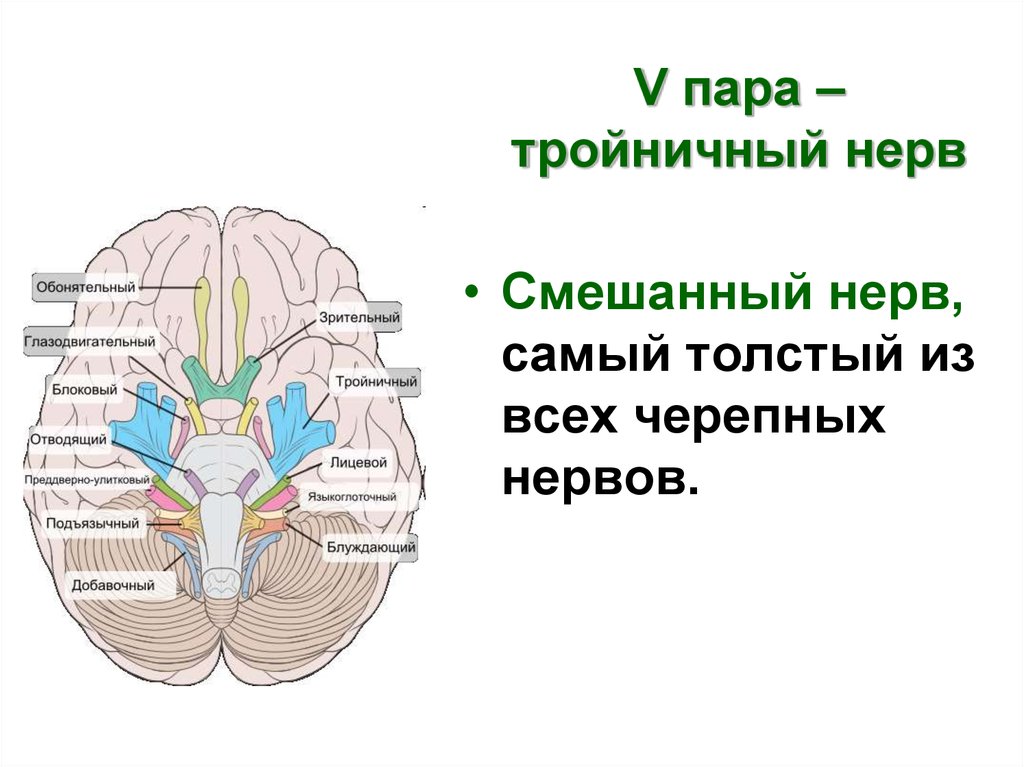 5 6 черепные нервы. Схема 5 пары черепных нервов. 5 Пара черепных нервов схема. 12 Пар черепных нервов смешанные. 5 Пара черепно-мозговых нервов анатомия.