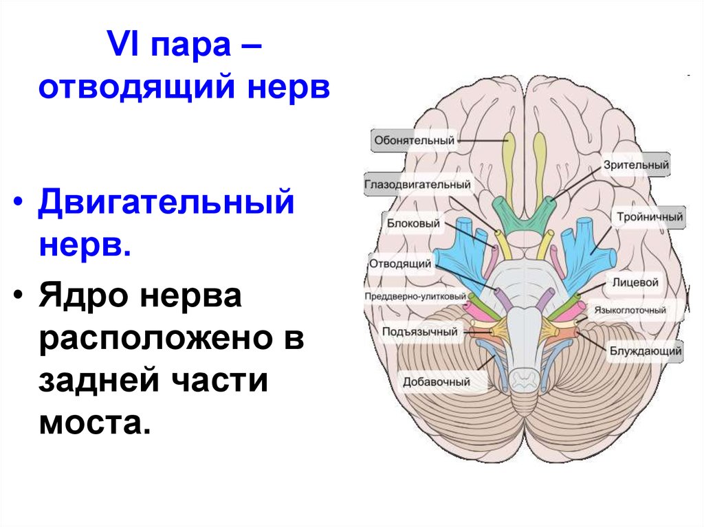 Пара черепных нервов анатомия. 6 Пара черепных нервов ядра. Черепные нервы отводящий нерв. 6 Пара отводящий нерв. Схема 6 пары черепных нервов.
