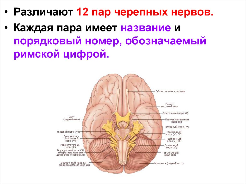 Черепные нервы являются. 9 И 12 пара черепных нервов. Черепные нервы 12 пар. Название 12 пар черепно-мозговых нервов. Четвертая пара черепных нервов.