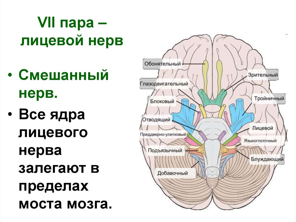 Ядра черепных нервов моста. 7 Пара ЧМН ядра. Ядра VII пары черепных нервов. Двигательное ядро лицевого нерва латынь. Ядра седьмой пары черепных нервов.