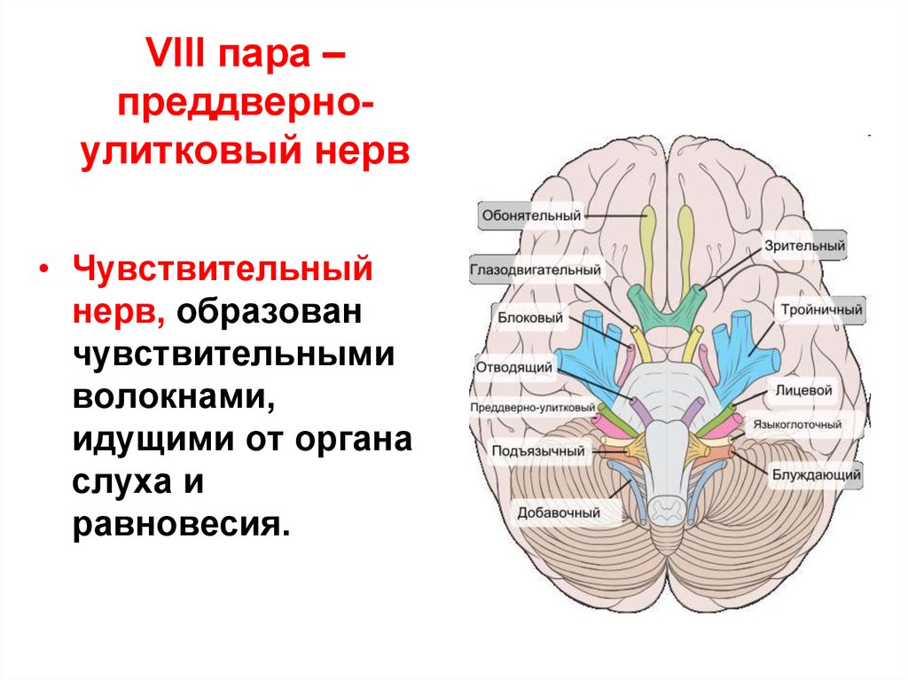 Место выхода нерва из мозга. 8 Пара черепных нервов схема. Ядра 8 пары черепных нервов функции. 8 Пара преддверно улитковый нерв. 8 Пара ЧМН неврология.