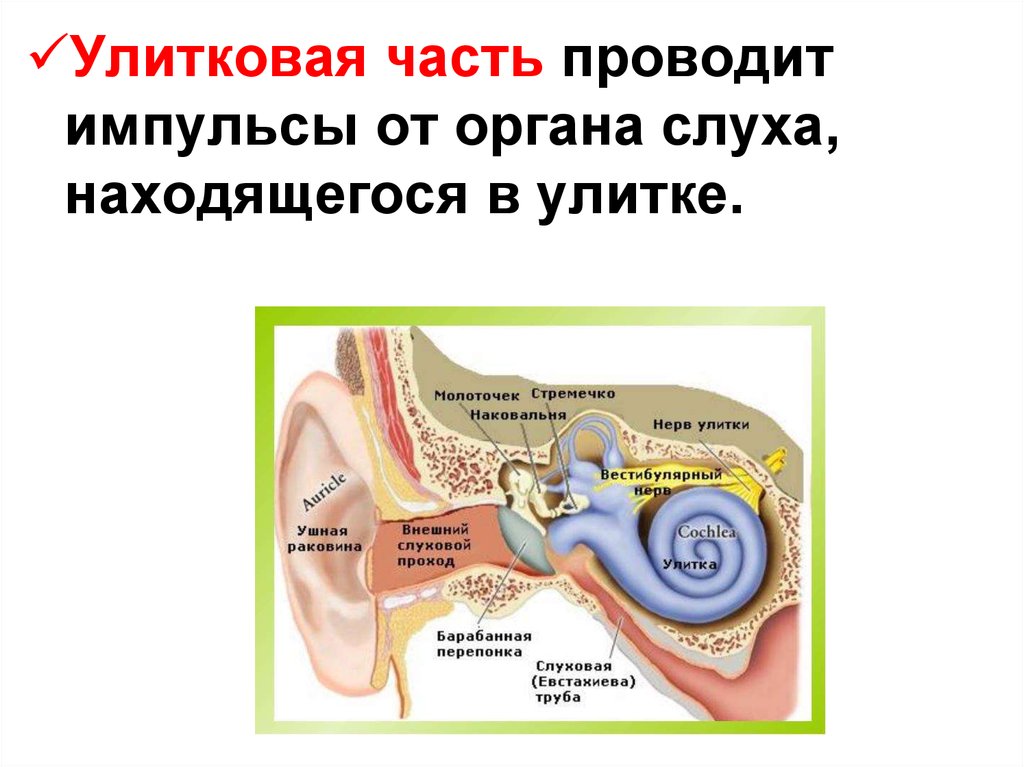 Нервы органа слуха. Улитковый нерв органа слуха. Улитковая часть. Строение преддверно улиткового нерва анатомия. Нерв улитки.