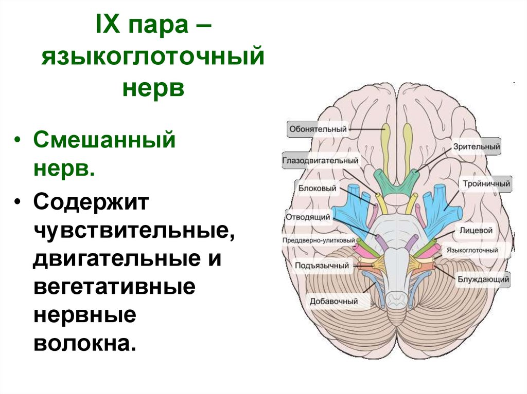 Место выхода нерва из мозга. Языкоглоточный нерв место выхода из мозга. 9 Пара черепно мозговых нервов. Черепные нервы двигательные и чувствительные. IX пара черепных нервов.