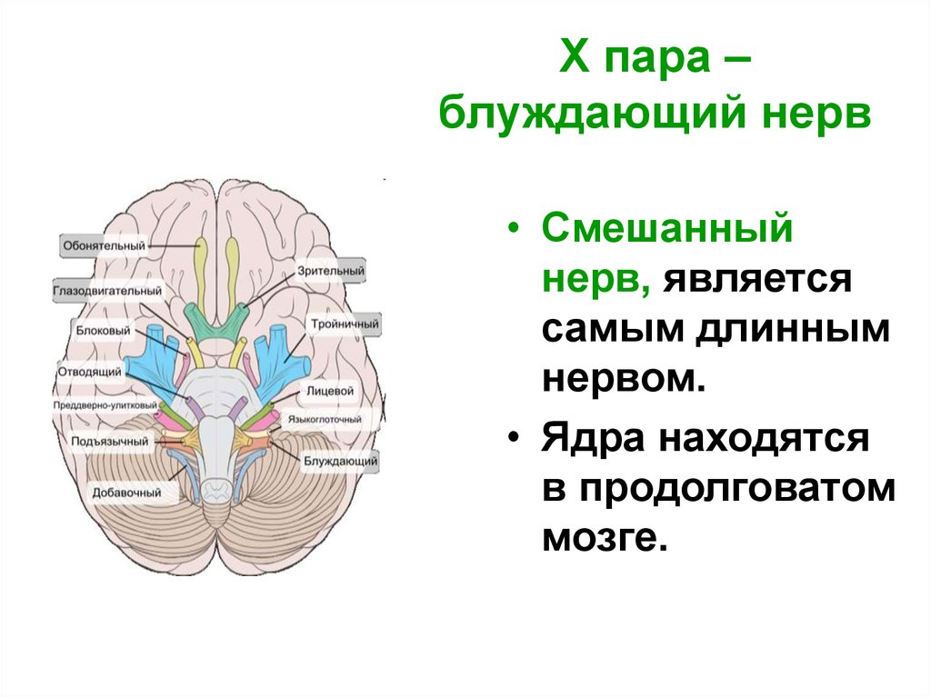 10 черепной нерв. Блуждающий нерв Черепные нервы. 10 Пара ЧМН. Место выхода блуждающего нерва. Блуждающий нерв в мозге.