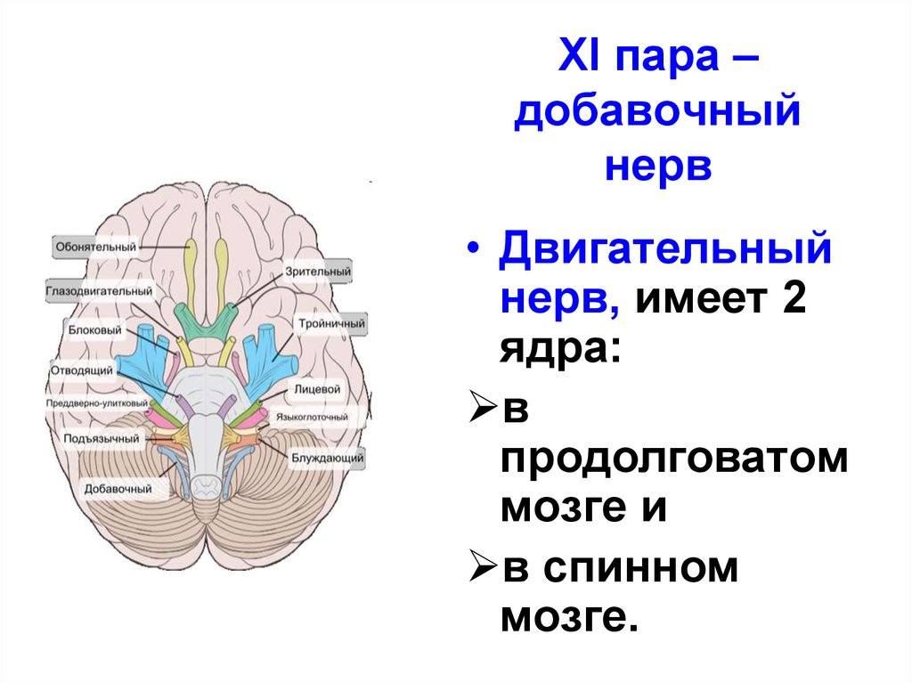 10 черепной нерв. 11 Пара черепных нервов добавочный нерв. Ядра 11 пары черепно-мозговых нервов. Ядра 11 пары черепных нервов. Ядра 11 пары ЧМН.