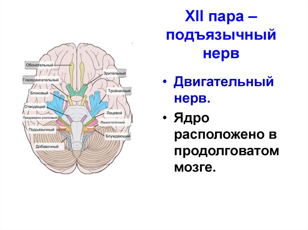 3 4 6 черепные нервы. 12 Пара черепных нервов ядра. 12 Пара черепных нервов двигательное ядро. Ядра подъязычного нерва. XII пара - подъязычный нерв.