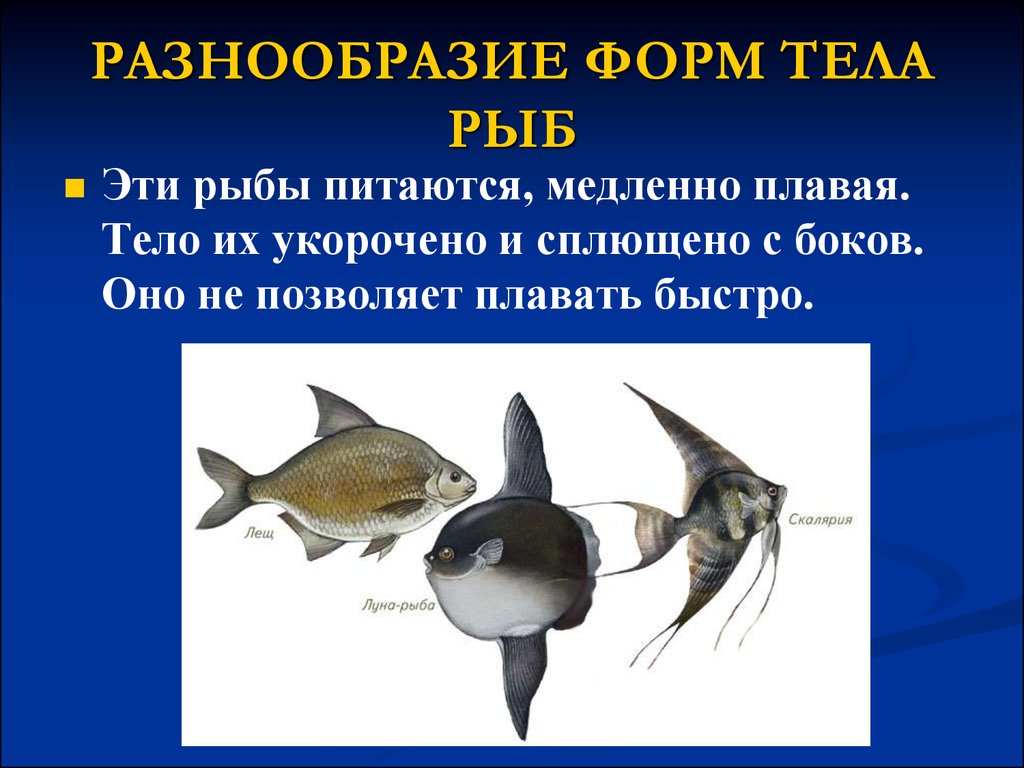 Какое тело у рыб. Форма тела рыб. Форма тела хрящевых рыб. Форма тела костных и хрящевых рыб. Разнообразные формы тела рыб.