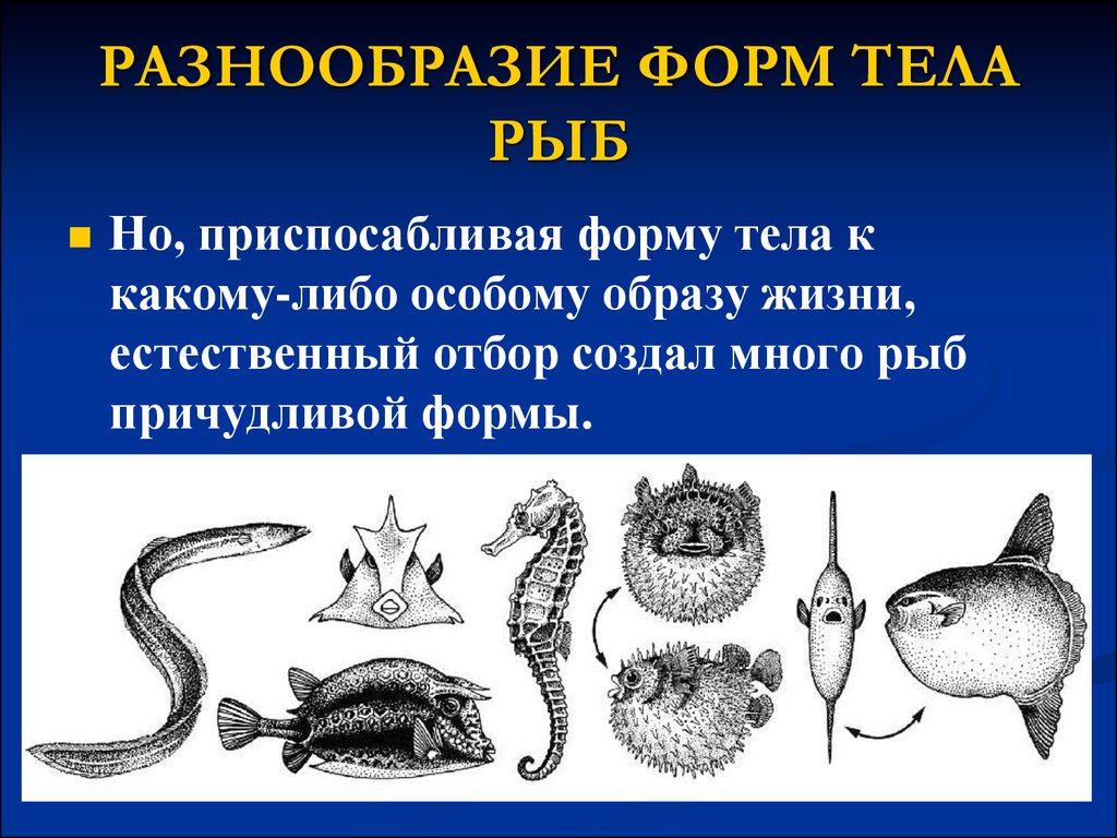 Какое тело у рыб. Форма тела рыб. Стреловидная форма тела рыб. Костистая рыба форма тела. Форма тела костных и хрящевых рыб.