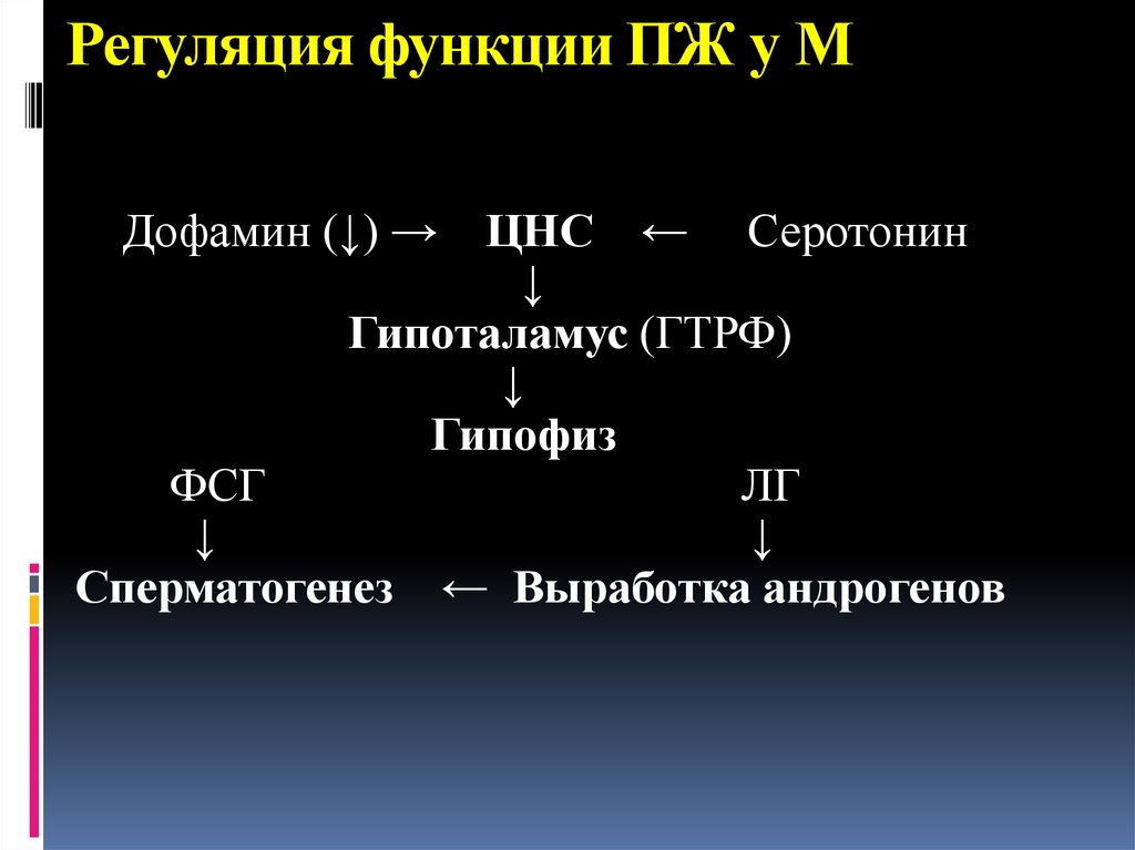 Регуляторная функция