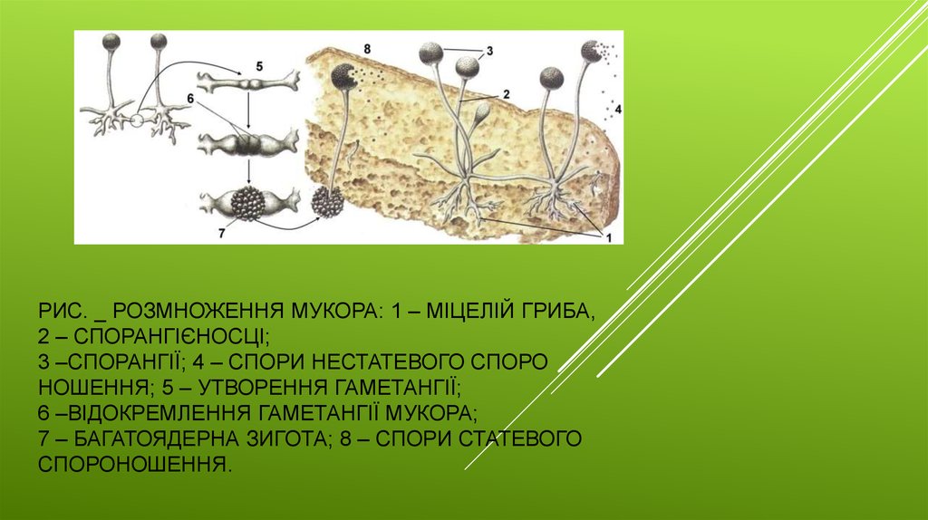 Размножение мукора. Цикл развития гриба мукора. Жизненный цикл гриба мукора. Размножение гриба мукора. Строение и цикл развития мукора.
