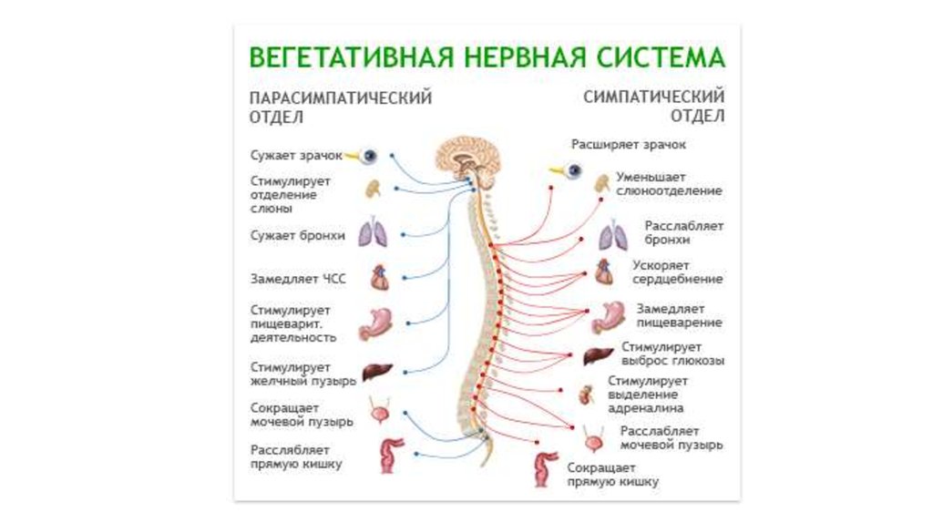 Восстановление вегетативной нервной системы. Вегетативная нервная система делится на. Нервы вегетативной нервной системы. Стимуляция вегетативной нервной системы. Вегетативная нервная система кратко.