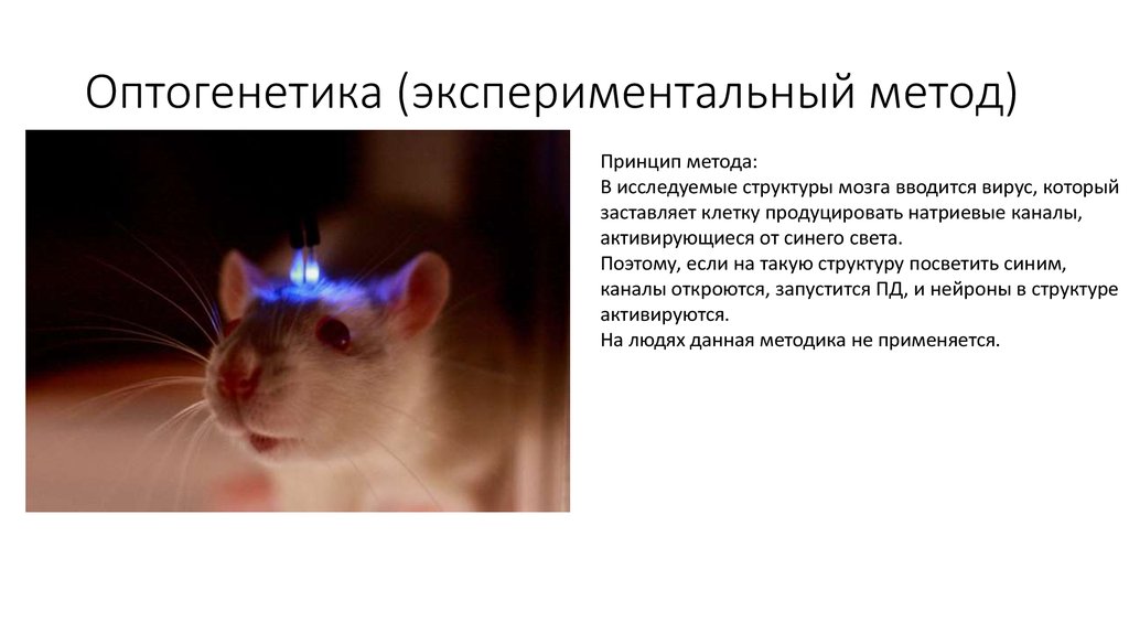 Оптогенетика (экспериментальный метод)