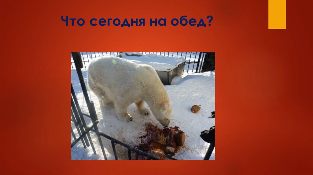 Что сегодня на обед?