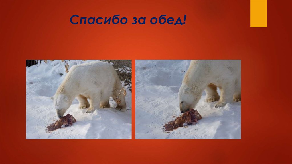 Спасибо за обед!