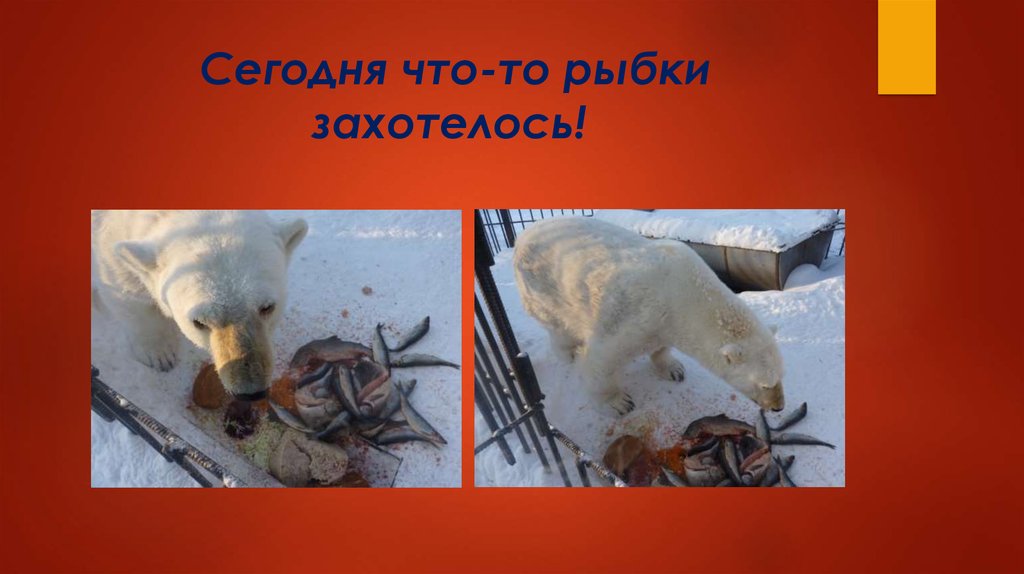 Сегодня что-то рыбки захотелось!