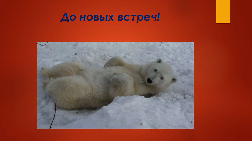 До новых встреч!