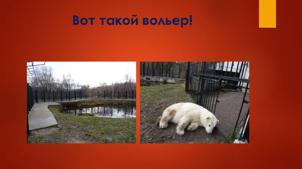 Вот такой вольер!