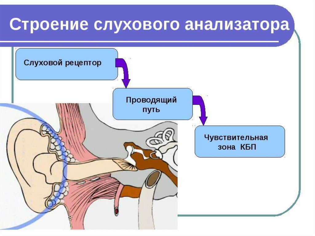 Слуховой и вестибулярный анализаторы 8 класс презентация